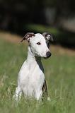WHIPPET 095